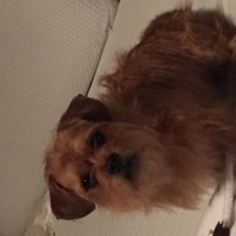 Fundraising Page: Adam Curtis